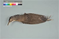 藏品(黑冠麻鷺)的圖片